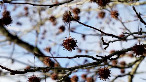 液体タンパク質のスパイクシード 冬のアメリカのスウィートガムの木 空の背景 — ストック動画