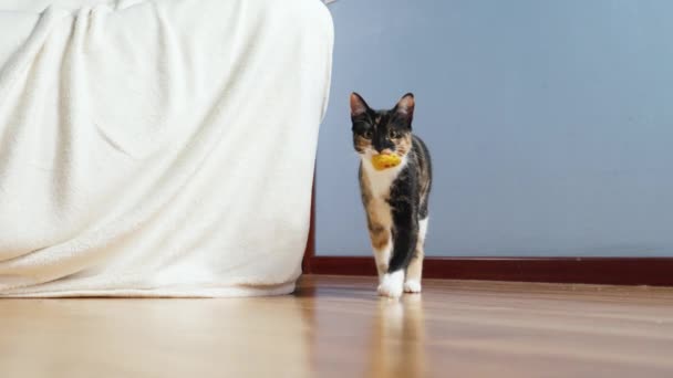 Calico Kotek Niosący Złapaną Mysią Zabawkę Zębach Domu Walking Zabawy — Wideo stockowe