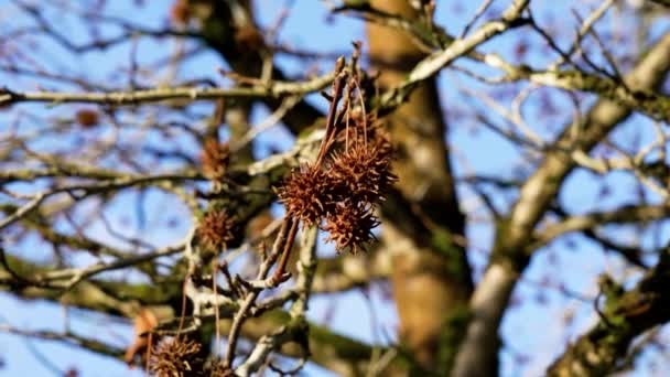 寒い青空で冬の枝にスイートガムの木の液体のスタイルのシード — ストック動画