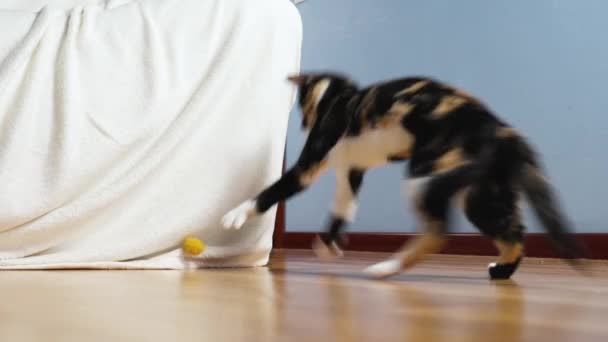 Springen Katje Spelen Met Een Geel Speeltje Buurt Van Thuisbank — Stockvideo