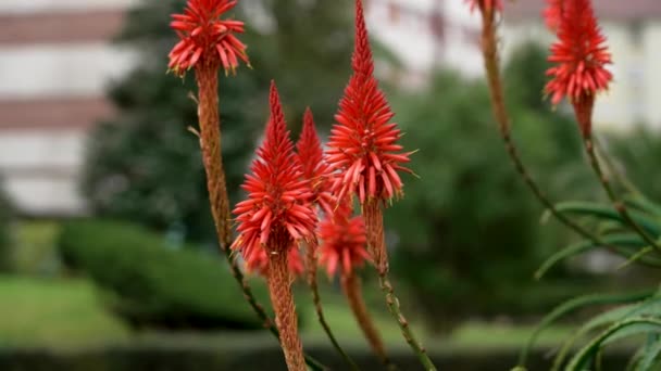 Aloe Flor Roja Floreciendo Parque Ciudad Cerca — Vídeo de stock