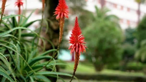 Red Aloe Arborescens Blommor Blommande Saftig Växt Botanisk Trädgård Nära — Stockvideo