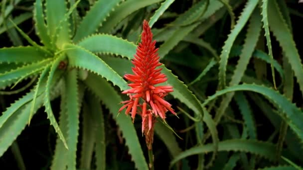 Aloe Vera Bunga Merah Mekar Taman Dengan Daun Lezat Menutup — Stok Video