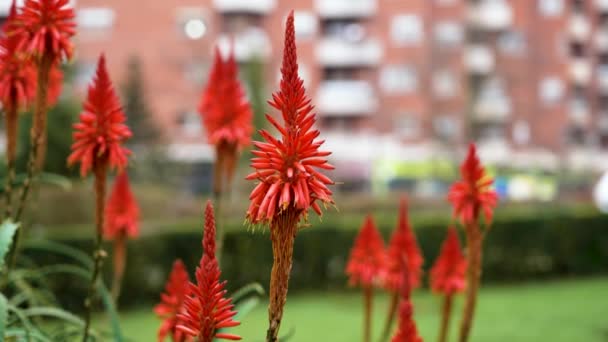 Röda Blommor Blommande Saftiga Aloe Arborescens Urban Gata Vacker Utsikt — Stockvideo