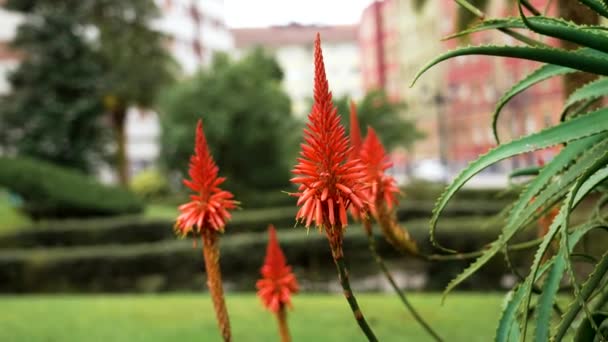 アロエは都市植物園で咲いています 美しい赤い花が近づいています — ストック動画