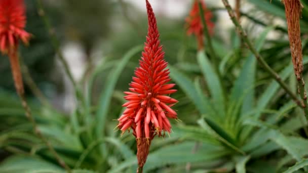 Rød Blomstring Aloe Saftig Plante Utendørs Vakker Blomst Nærbilde – stockvideo