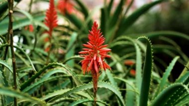 Botanik bahçesinde çiçek açan egzotik sulu bitkinin Aloe kırmızı çiçeği