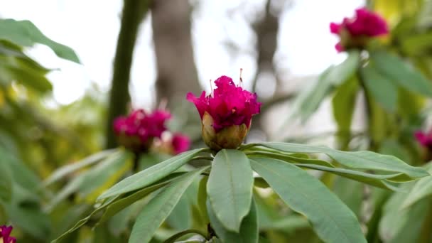 Flores Rododendro Vermelhas Arbusto Sempre Verde Primavera Fecham — Vídeo de Stock