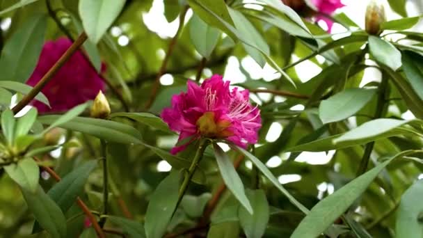 Rhododendron Pink Blooming Flowers Spring Garden Green Leaves Close Beauty — Stock Video