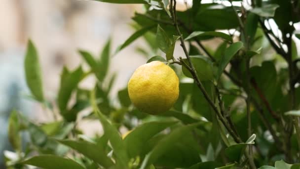 Fruit Jaune Oranger Amer Dans Jardin Printemps Gros Plan — Video