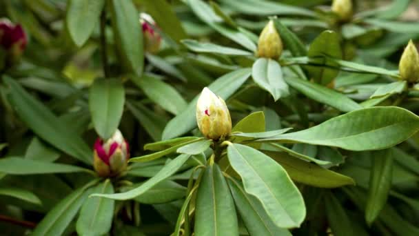 Rhododendron Örökzöld Cserje Zöld Tavaszi Virágbimbókkal Botanikus Kert Közelkép — Stock videók
