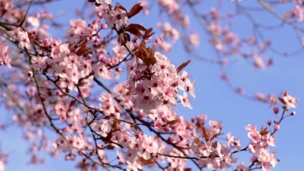 美丽的樱花在春天绽放在蓝天的背景上 在日本的一个枝条上 开着粉红的花朵 — 图库视频影像