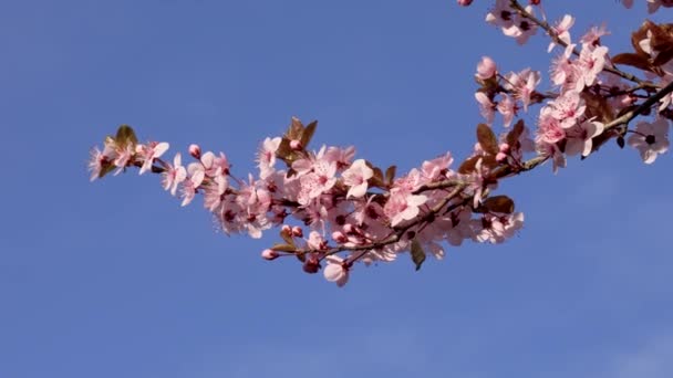 樱花枝条 粉红色美丽的花朵 蓝蓝的蓝天背景 — 图库视频影像