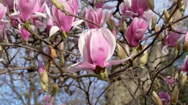 Delicate Magnolia Soulangeana Flowers Spring Tree Brunch Close — Stock Video
