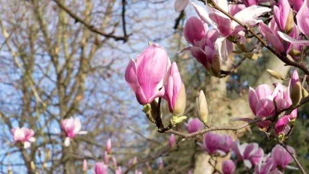 粉红的木兰花在春天绽放在天空的背景下 近在咫尺 — 图库视频影像