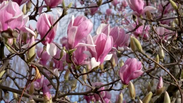 Kwitnąca Gałąź Drzewa Magnolia Soulangeana Wieloma Pięknymi Wiosennymi Kwiatami — Wideo stockowe