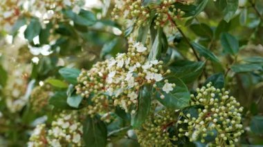 Laurustinus (Viburnum tinus) güzel beyaz çiçekler ve ilkbaharda yeşil yapraklarla çiçek açan çalı