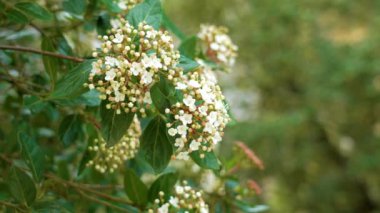 Viburnum tinus güzel beyaz çiçekler İlkbahar botanik bahçesinde Kapatın ve yeşil yapraklar