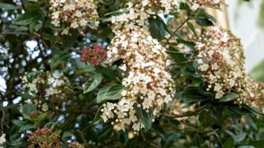 Botanik bahçesindeki beyaz çiçekler ve Laurustinus 'un (Viburnum tinus) yeşil yaprakları.