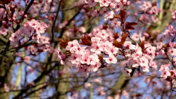 春の桜の木 素晴らしいピンクの花が近づいて — ストック動画