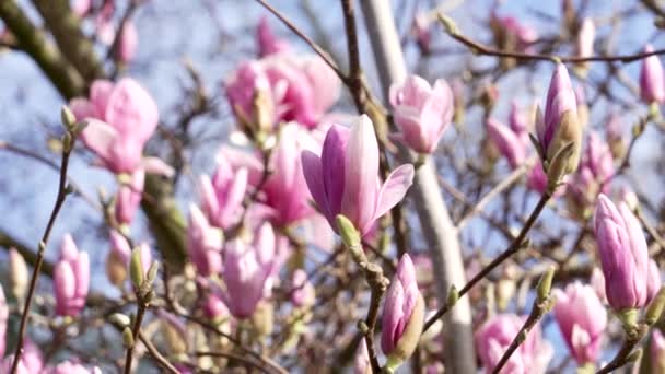 粉红色的木兰花在春天开花 美丽的南木兰花花园风景 — 图库视频影像