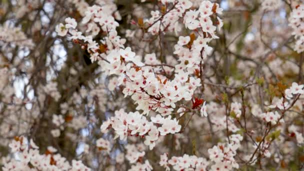 Gyönyörű Fehér Cseresznyevirágzó Virágok Egy Lengő Faágon Közelben Tavaszi Teljes — Stock videók