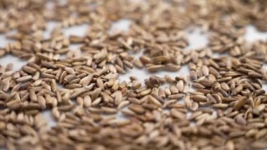 Tıbbî süt devedikeni yavaş çekimde düşen kurumuş tohumlar. Karaciğer detoksifikasyonu için alternatif bitkisel ilaç bileşeni. Döndürme