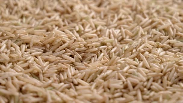 Heap Raw Rough White Basmati Rice Close Unpolished Uncooked Seeds — Stock Video