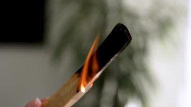 Bir iş ofisini yanan bir kutsal çubuk dumanıyla kötü enerjiden arındırma ritüeli (Peru Bursera mezarları))