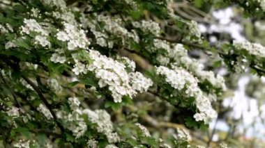 Meyve bahçesinde çiçek açan beyaz meyve ağacı. Yeşil nisan yapraklarıyla yakın plan.