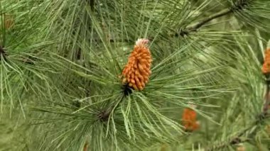 Genç erkek polen kozalakları yeşil verimli iğnelerle her zaman yeşil kozalaklı ağaçların üzerinde. Pinus brutia