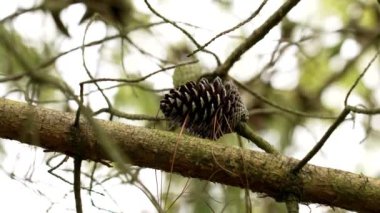 Pinus brutia dalında koni İlkbaharda çam ağacına yakın