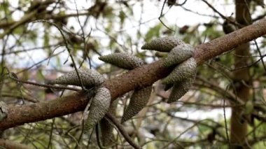 Ağaçlık alanda, kozalaklı bir bahar ağacının dalında çam tohumu kozalakları. Pinus brutia