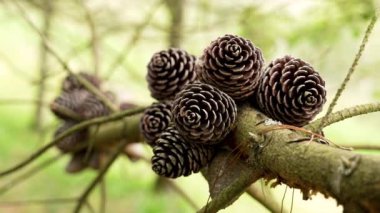 Ağaçlık alanda, kozalaklı bir bahar ağacının dalında çam tohumu kozalakları. Pinus brutia