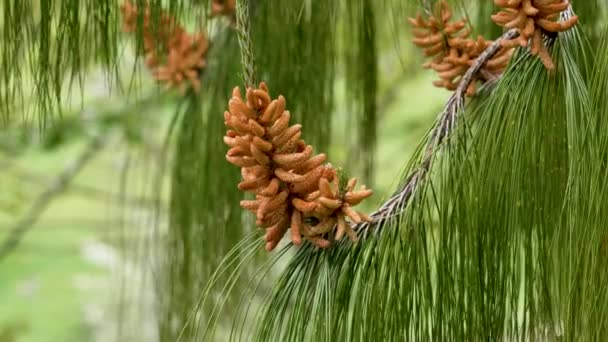 Indah Pinus Serbuk Sari Kerucut Pada Pohon Konifer Liar Evergreen — Stok Video