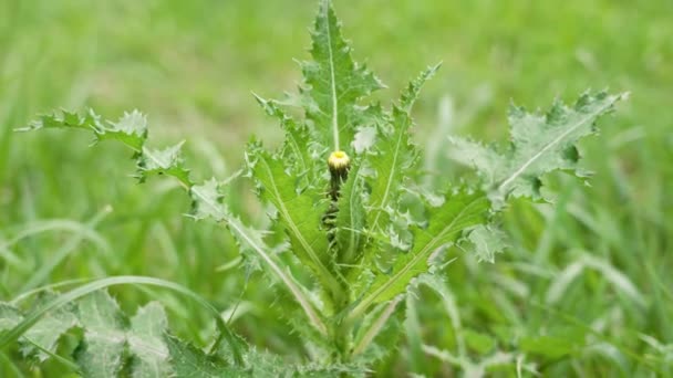 Sonchus Asper Ανθισμένο Φυτό Μυτερά Φύλλα Κοντά Ανοιξιάτικο Κίτρινο Λουλούδι — Αρχείο Βίντεο