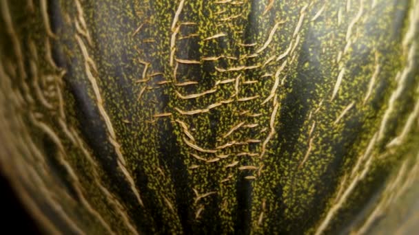 Tekstur Alami Dari Kulit Melon Matang Menutup Permukaan Abstrak Retak — Stok Video
