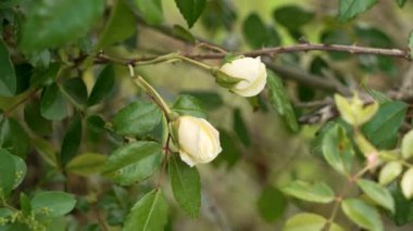 Bahçede işlenmemiş yabani beyaz gül çiçeği. Rosa rugosa