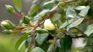 Terk edilmiş bir bahçede, yeşil yapraklarla kaplanmış, açılmamış, güzel bir gül çiçeği.