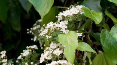 İlkbaharda Hawthorn çalılarının güzel beyaz çiçekleri