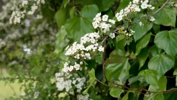 Όμορφα Ανθισμένα Λευκά Άνθη Του Θάμνου Χόθορν Κοντά Την Άνοιξη — Αρχείο Βίντεο