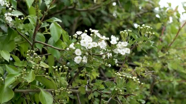 Flores Blancas Espino Florido Una Rama Árbol Jardín Primavera Crataegus — Vídeo de stock