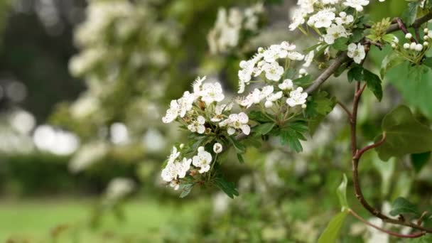 Kvetoucí Obyčejný Hloh Krásnými Bílými Květy Jarní Větvi Stromu Crataegus — Stock video