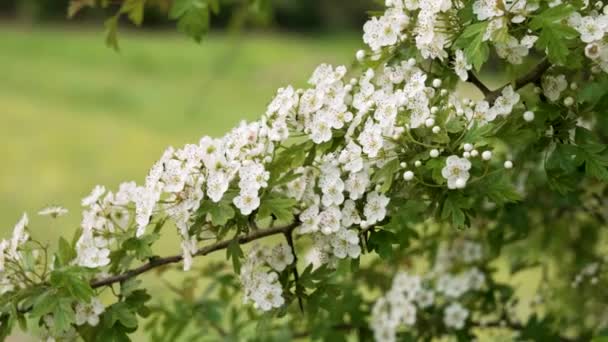 Bílé Květy Rozkvetlého Hlohu Větvi Jarního Stromu Crataegus Monogyna — Stock video