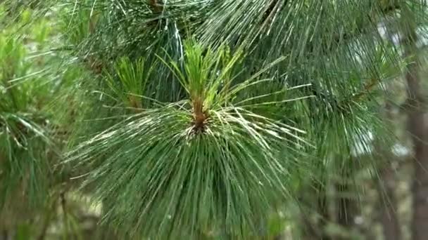 Fresh Young Pine Inflorescence Coniferous Tree Branches Mountain Pinewood Close — Stock Video