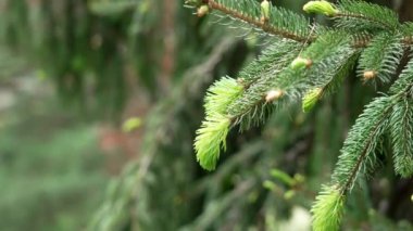 Güzel genç ladin iğneleri İlkbaharda vahşi ekolojik kozalaklı ormanda