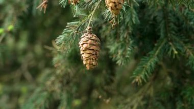 Douglas köknar kozalaklı dalları ve vahşi ormanlarda kozalaklı ağaçlar. Yeşilli yeşil yay iğneleri. Sözde 