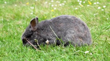 Tarlada yeşil ot yiyen sevimli küçük gri tavşan. Çiftlikteki Paskalya tavşanı.