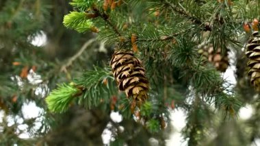 Kozalaklı Douglas köknar kozalağı, yemyeşil yay iğneleriyle yakın çekim. Kolombiya çam ağacı
