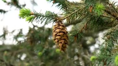 Douglas köknar (Oregon kozalağı) konisi. Yaban hayatında psödotsuga menziesii